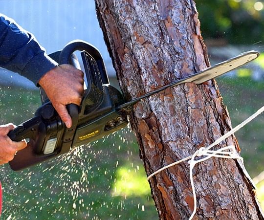 Спил деревьев в Минусинске и  Красноярском крае